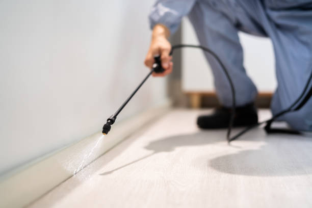 Licensed Wasp Removal service in Lake Kiowa, TX - Show Me Pest Control